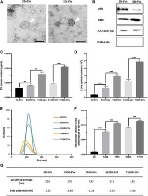 Development of a Bone-Mimetic 3D Printed Ti6Al4V Scaffold to Enhance Osteoblast-Derived Extracellular Vesicles’ Therapeutic Efficacy for Bone Regeneration